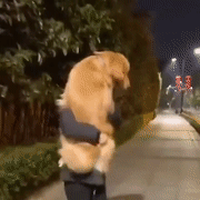 养了狗狗才发现,不是它离不开我,是我更离不开它